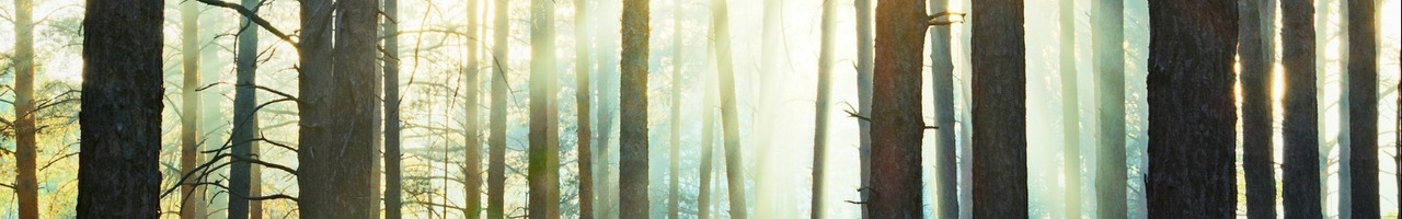 The Lime Tree - Mediation & Training