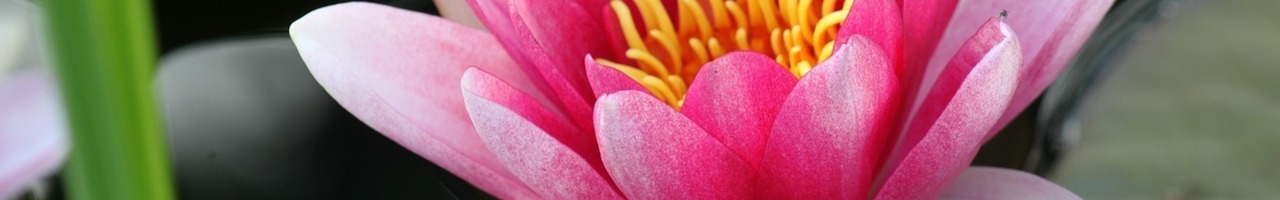 Herz & Seele, Coaching und Meditation